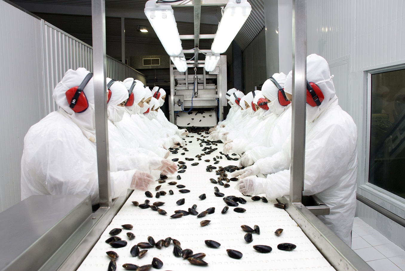 AmiChile y ChileValora fortalecen la mitilicultura mediante la actualización de perfiles laborales